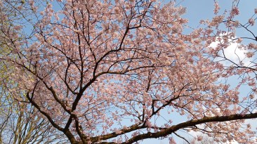 IMG_20190406_163815_8